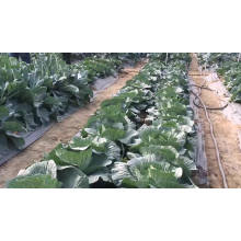Heirloom green hybrid F1 Organic kohlrabi japanese vegetable cabbage seeds
